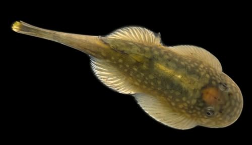 3 Pack - Borneo Stingray Sucker Hillstream Loach Live Freshwater Aquarium Fish