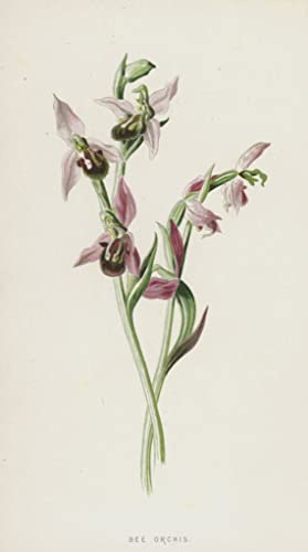 Impression sur toile Bee Orchis 60x90cm : affiche art botanique Frederick Edward Hulme