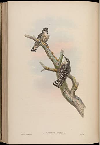 Tableau toile oiseau Salpornis Spilonotus affiche art chic peinture John Gould