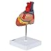 Axis Scientific Life-Size Human Heart Model, 2-Part Magnetic Design, 34 Labeled Structures, Mounted Base, Anatomy Study Manual