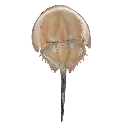 Hohopeti ͋[Cm ͋[JugKj f̑ ̑ ͋[f p̃vX`bN̋ C̑蕨 C̋̒ C̐̂ q r i 