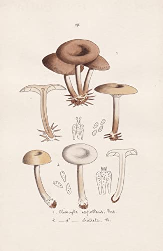 Clitocybe expallens Pers. - Clitocybe diatreta Fr. - Plate 176 - mushrooms Pilze fungi funghi champignon Mykologie mycology mycologie - Iconographia Mycologica