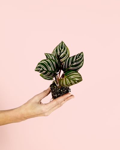 PUR PLANT Calathea Ornata | Planta Natural Tropical De Interior Pet Friendly y Purificadora | Hojas Oscuras Con Líneas Rosadas | Elegante, Rara y Resistente | Maceta De Ø5 cm