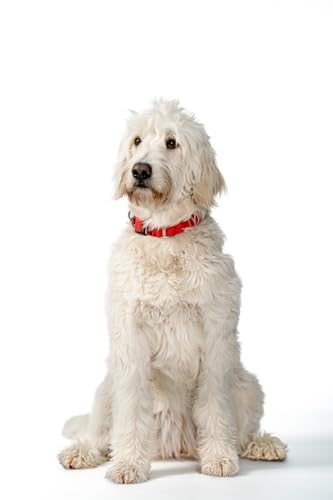 WowWow Professional Hundehalsband mit Leine - rot - Größe S 33-37 cm, 185g leicht, innovatives Halsband mit integrierter Leine - bekannt aus der Höhle der Löwen