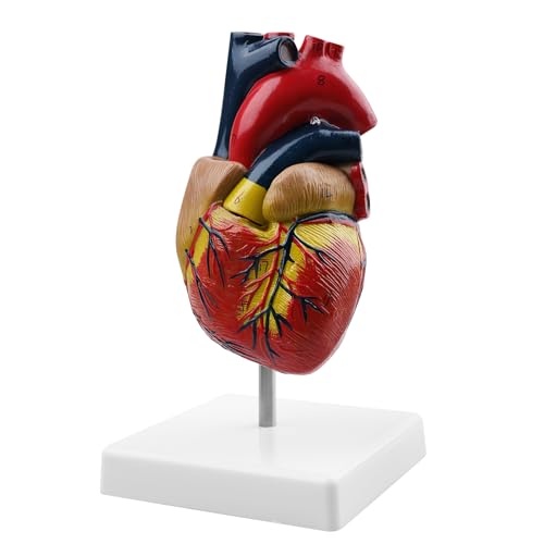 Menschliches Herz Modell für Anatomie: WANDGU 2-Teilige Lebensgröße Herzmodelle mit Anatomische, Lebensgroßes menschliches Herzmodell, 1:1-Nachbildung eines lebensgroßen Herzmodells