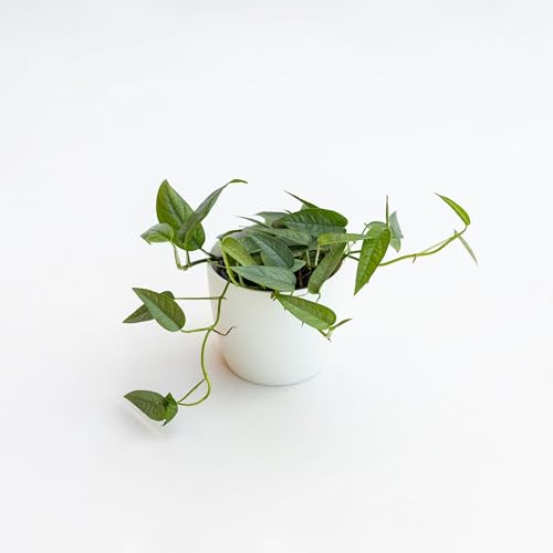 Pianta vera di Pothos pinnatum Cebu Blue - Diametro Vaso Ø 12 cm