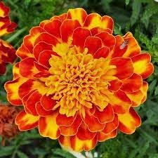 Sementes de Tagetes Anão Dobrado Sortido Blue Line 2g Topseed Garden