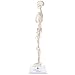 Axis Scientific Mini Human Skeleton Model with Metal Stand, 31