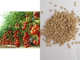 MANISHAS DAFFODILS High-Yielding-Tomato seeds F1 hybrid all seasons, All season hybrid tomato seeds, apprx 100 purified seeds Hybrid tomato seeds all seasons for your perfect garden & terrace (B0CFRJQGXV) Amazon Price History, Amazon Price Tracker