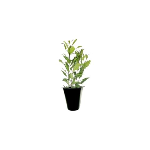 Wax Myrtle - 10 Live Plants - Myrica Cerifera Bayberry - Aromatic Evergreen Screening Hedge Cover