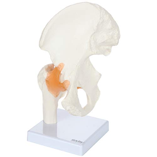 Axis Scientific Life Size Human Hip Bone Anatomy Pelvis Model with Flexible Ligaments and Bony Landmarks – Realistic Design, Includes Base and Product Manual