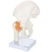 Axis Scientific Life Size Human Hip Bone Anatomy Pelvis Model with Flexible Ligaments and Bony Landmarks – Realistic Design, Includes Base and Product Manual