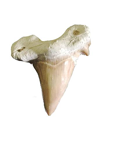 Haifischzahn Haif_m Fossiler Haizahn - 4 cm