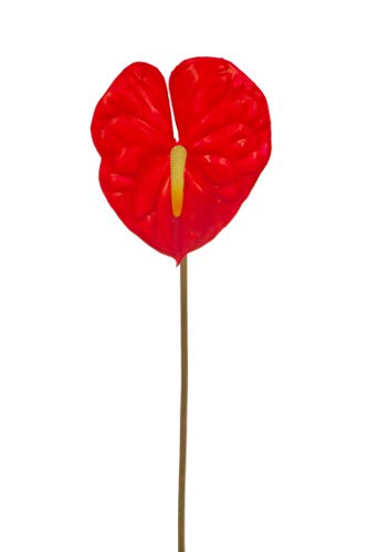 Express Flor 6 anthuriuns Artificiales de 58cm Rojo Cover