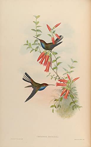 Poster animal oiseau Urochroa Bougueri affiche déco John Gould peinture 60x90