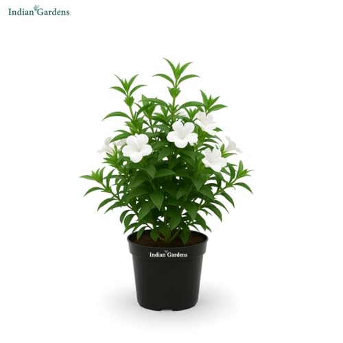 Image of Indian Gardens - White Colour Barleria cristata /Decemeber flower plant with 6 inch White Pot