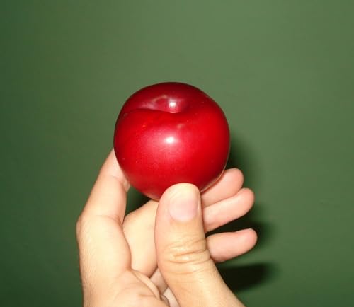 Red June Plum - Self Pollinating Live Fruit Tree Shipped 2 to 3 Feet Tall by DAS Farms (No California)