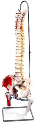 AWW A58-3 Painted Classic Flexible Spine with Femur Heads