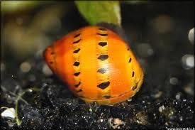 Swimming Creatures 5 Tiger Snail (Neritina turrita) Freshwater Live Aquarium Snails, 100% Live Arrival Guarantee