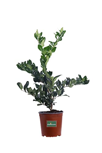 Pianta di Ligustro del Texas o Ligustrum Texanum diverse grandezze cespuglio ornamentale da esterno pianta vera ideale per siepe venduta da eGarden.store (Vaso 17 cm)