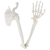 腕の骨格モデル、腕の骨と鎖骨、肩のS骨と鋼線で固定されたヒンジ付き手骨、学校教育に適しています、医院