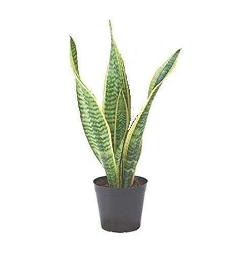 See full amazon price history chart for UGANIO PLANT Sansevieria Trifisciata, Snake Plant, Mother-in-Law Tongue, Low Maintenance Air Purifier Plant (Long Green Leaves) for Home & Garden UGANIO PLANT Sansevieria Trifisciata, Snake Plant, Mother-in-Law Tongue, Low Maintenance Air Purifier Plant (Long Green Leaves) for Home & Garden (B08V8P15BC) Amazon Price History, Amazon Price Tracker