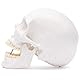 Cranstein A-240 anatomischer Schädel | Medizin Studium und Ausbildung | Totenkopf | Schädel Anatomie Modell | Schädel Modell