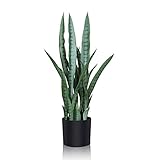 Como regalo: La planta de serpiente puede ser usada no sólo para la decoración del hogar, sino también como un regalo para la apertura de una tienda, la ecologización de una oficina y celebraciones festivas.