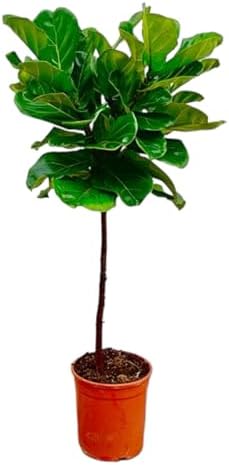 Trendyplants Ficus Lyrata sobre tallo - Planta de tabaco - Planta...