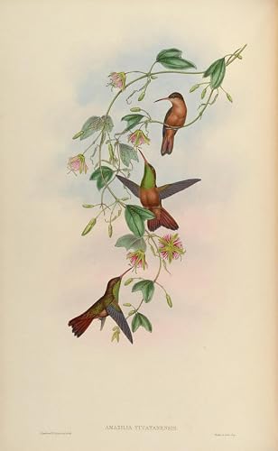 Lienzo decorativo vintage de Amazilia Yucatanensis de John Gould para dormitorio en 60x90cm