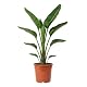 Blume Ideal Strelitzia Nicolai