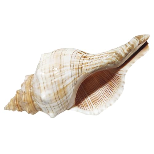 Happyyami Conch for Fish Tank Natural Aquarium Decor DIY Conch Adornments for Creative Craft Projects