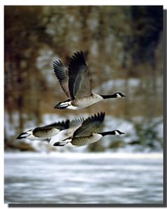 Impact Posters Gallery Wildlife Animal Wall Decor Canadian Geese Bird in Flight Art Print Poster (16x20)