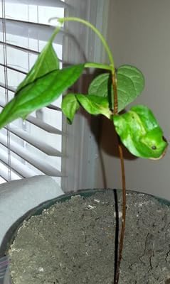 Miniatura 2 de Planta viva de árbol de caqui, caqui americano 6 a 12 inc. en maceta de 3 inc, frutas grandes bien enraizadas, jardín de frutas frescas