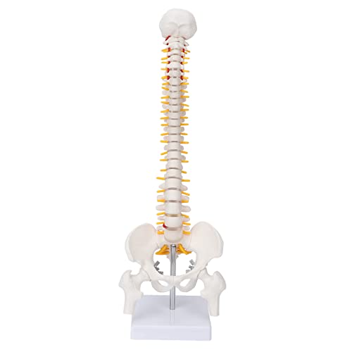 Flexibles Wirbelsäulenmodell 45cm/17.7in Menschliches Wirbelsäulenmodell mit Spinalnerven Becken und Oberschenkeln Beckenmodell Wirbelsäule Modell klein für Skelett Anatomie Studium Unterricht