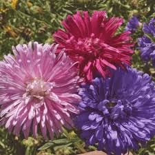 Sementes de Rainha Margarida Pompom Sortida Flores Jardins Vasos
