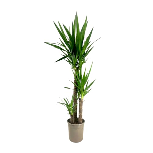 Plant in a Box - Palmlilie - Yucca elephantipes - Höhe 130-140cm - ⌀24cm