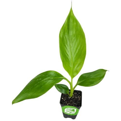 Sweet Heart Banana Live Plant - Musa - Wellspring Gardens Starter Plant - Easy to Grow Starter Plants Great for Nature Lovers & Gardeners - Outdoor Planting in Home, Garden, Patio & Yard