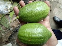 Image of All-Time 12 Months Hybrid GRAFTED Live Gandharaj Lemon Plant Fruit Plant Original & Authentic Organic Tree for Outdoor Fast-Growing Fruit Plant Home Gardens Pack Of-1