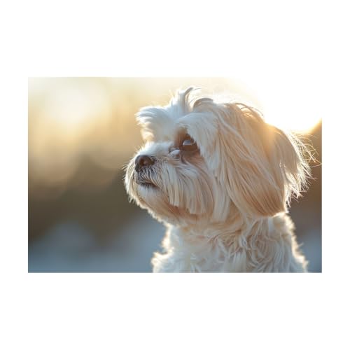 Cartel retro de Shih Tzu: la dulzura de un cachorro peludo para dar calidez a tu hogar
