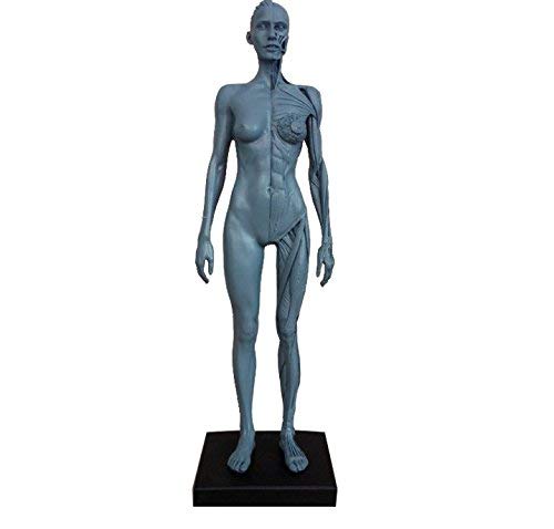 BONEW 27CM Height Female Anatomical Anatomy Skull Head Body Muscle Bone Model US Stock