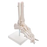 Garneck Pvc Anatomisches Sprunggelenksmodell Fußgelenkmodell mit Ständer Lebensgroß aus Kunststoff für Krankenhäuser und Medizinische Ausbildung