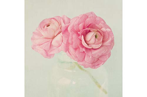 Soft Pink Ranunculus Fine Art Flower Print