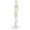 Anatomy Lab Rudiger Anatomie Miniature Skeleton Model, 25.5 Tall with Flexible Spine, Detachable Skull, Stand for Display and Discussion
