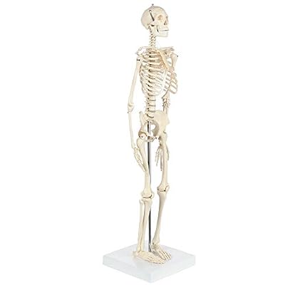 Anatomy Lab Rudiger Anatomie Miniature Skeleton Model, 25.5 Tall with Flexible Spine, Detachable Skull, Stand for Display and Discussion