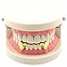 24K Gold Plated Grillz Bottom Vampire Fangs Grill Hip Hop Teeth Caps + Extra Molding Bars + Microfiber Cloth