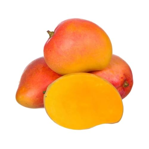 Genérico, Muda de Manga Rosa 50 a 80cm AMK - Plantas Online