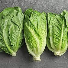 200pcs Romaine Lettuce Seeds