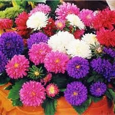 Sementes de Rainha Margarida Pompom Sortida Flores Jardins Vasos