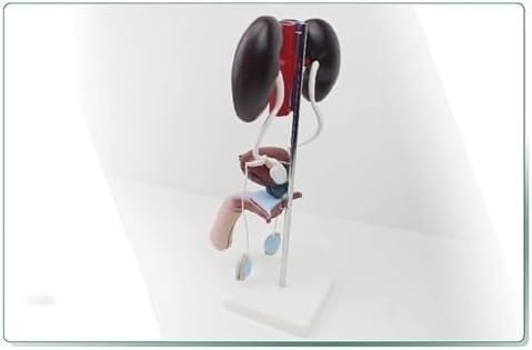 Kidney Bladder Ureter Anatomy Model of The Male Urogenital System Or Teaching Display